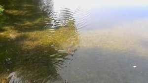 ЦАРСКОЕ СЕЛО.Большое озеро.Глазами туриста.