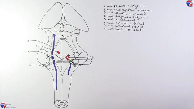 Ромбовидная ямка. Топография ядер черепных нервов - meduniver.com