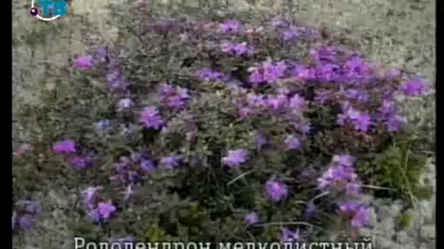 Цветы. Урок 4.9. Декоративные деревья и кустарники. Часть 4