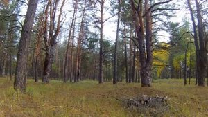 ОЧЕРЕДНАЯ ПОЕЗДКА В ЛЕС ПО ГРИБЫ 2017