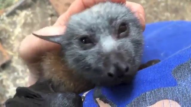 Летучая лисица пищит от удовольствия смотреть онлайн