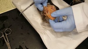 Frog Dissection: External and Mouth