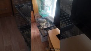 где сыновья?//домашний перец//бассейн//(1 год назад)