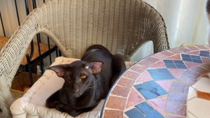 Ориентальная кошка🐈⬛l Ориентал на каникулахlСмешные котыlПриколы с котами😂