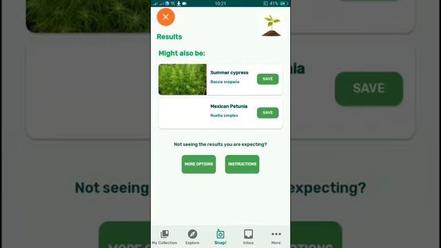 PlantSnap identifies a Tarragon (Artemisia dracunculus)