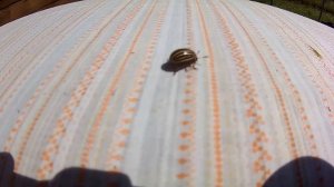 Колорадский жук и его личинки