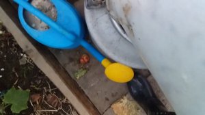Куда девать опавшие яблоки? УТИЛИЗАЦИЯ падалицы с пользой!!!