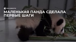 Маленькая панда из московского зоопарка сделала первые шаги