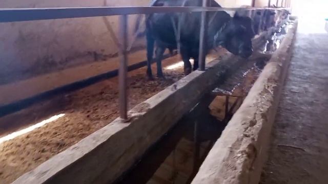 Секреты кормления тонного быка#Secrets of feeding a 1-ton bull#Mol boqish sirlari