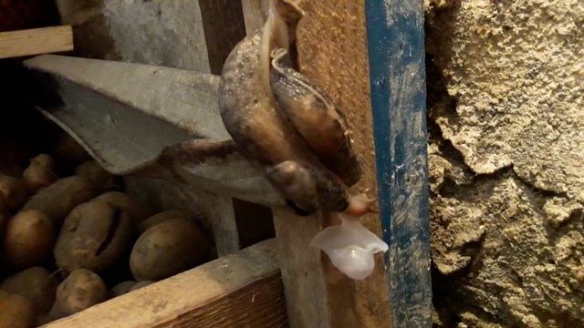 Как СЛЮМАК РАЗМНОЖАЕТСЯ. смотреть онлайн