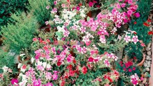 PETUNIAS FLOWERS//Napia Hardinera //Seasonal Flowers Plant Petunia #petunia #flower #seasonalflower