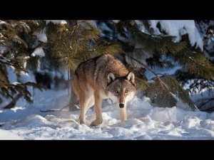 Жители Берёзово боятся нападения волков