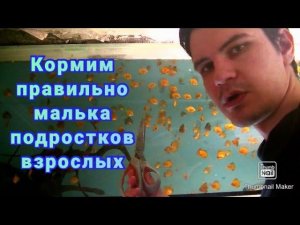 Правильное кормление малька, подростков и взрослых #fish #aquarium #разводня