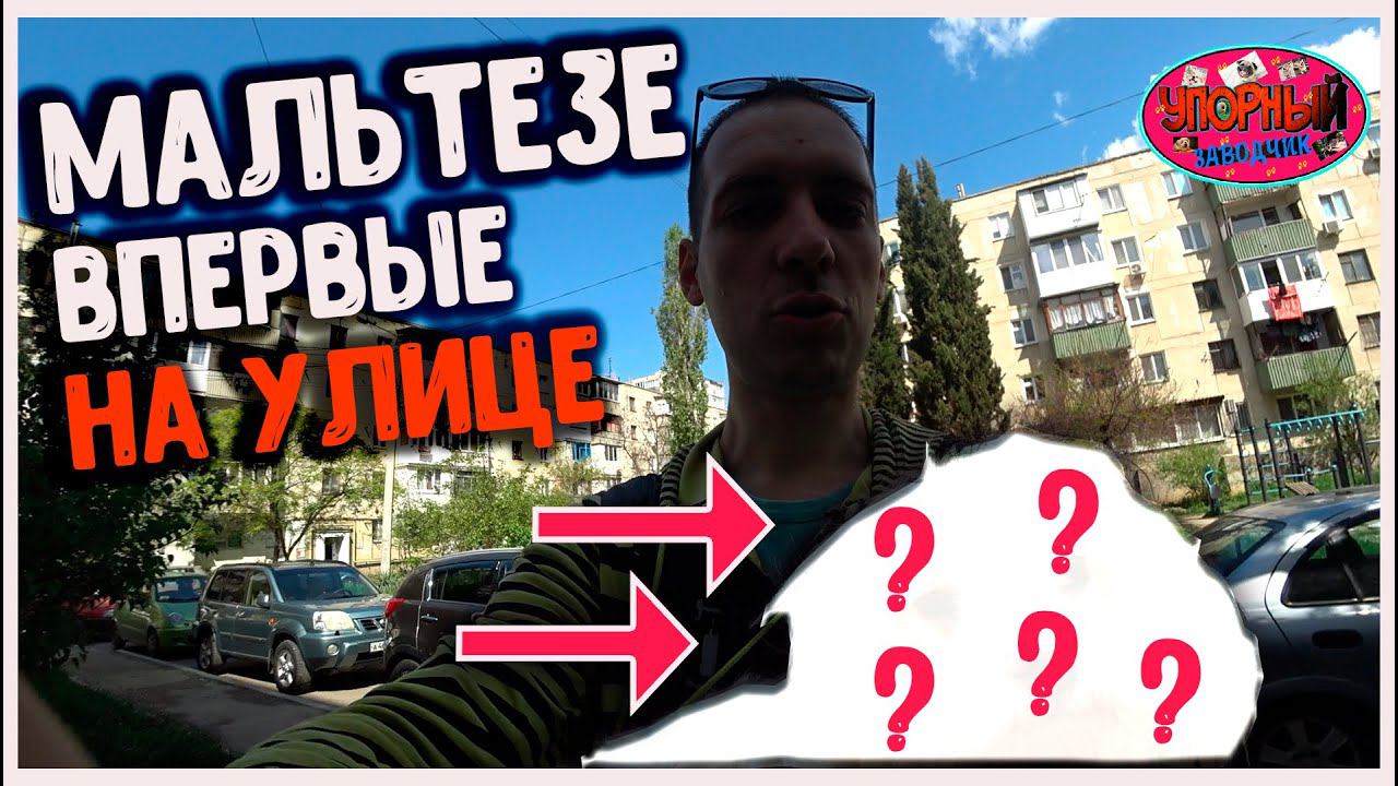 Мальтийская болонка первый впечатление от прогулки