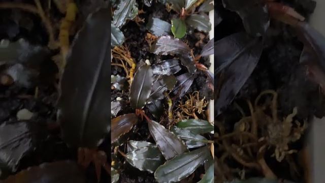 Bucephalandra sp PANDORA смотреть онлайн