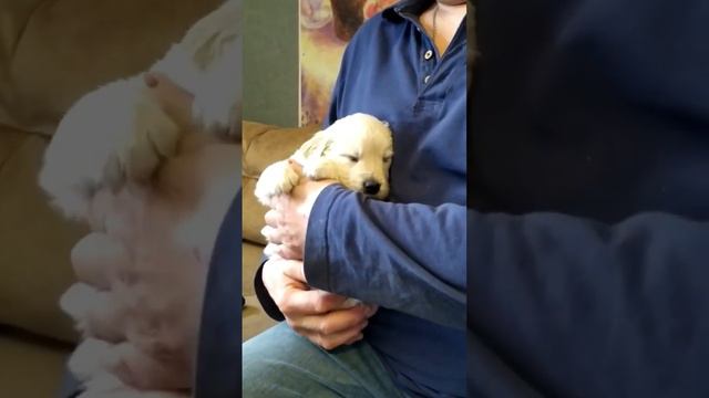 Девочка Розовая Ленточка 1 месяц, голден ретривер