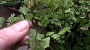 Щитовка на адиантуме  Борьба со щитовкой