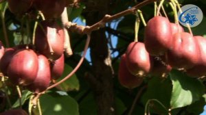 Actinidia - aktinidia ostrolistna SCARLET SEPTEMBER KIWI
