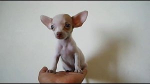 Wow !! .. Chihuahua Micro Teacup Male - Amazing