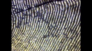 Рыбья чешуя в составе помад, кремов? Рыбья чешуя под микроскопом, интересные факты.