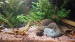 Карликовый тетрадон (тетраодон) - истребитель улиток в аквариуме