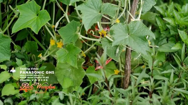 Testing PANASONIC GH5 | profile Cinelike V | -5, -5, 0, 0, 0 смотреть онлайн