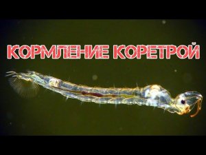 КОРМЛЕНИЕ ГУППИ КОРЕТРОЙ