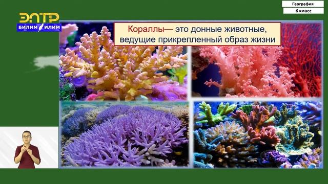 6-класс  | География | Жизнь в океане - морские растения и животные