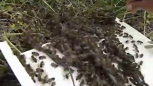 Маша рой запускает в 21 колоду ) смотреть онлайн