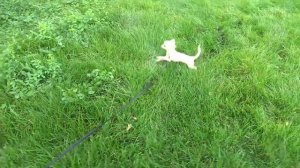 Порода собак чихуахуа длинношерстный