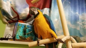 Попугай ара общается с хозяйкой ?