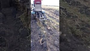 минитрактор с куном копаем картошку