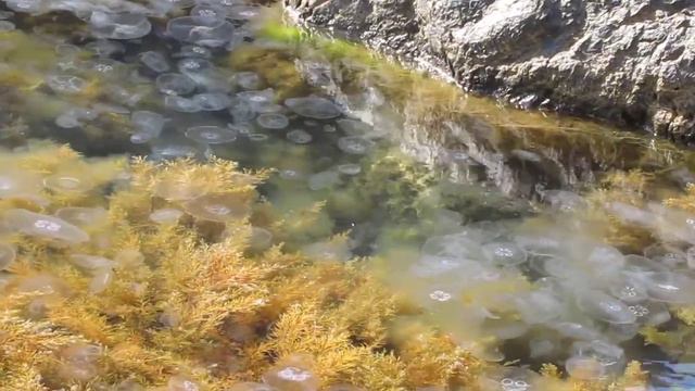 Черное море, медузы часть 2