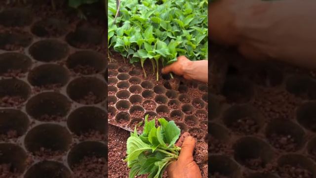 Endless Summer Hydrangea Seedlings