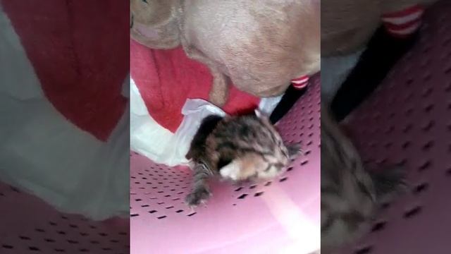 Мальчик который съел сердце котенка