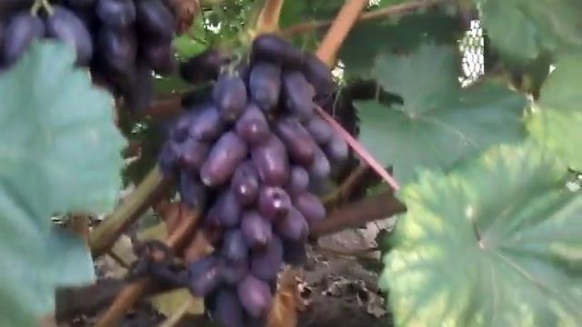 Сорт "Сентябрина" селекции Загорулько смотреть онлайн