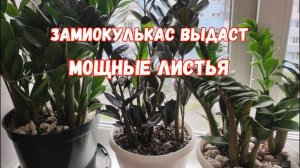СРОЧНО в АВГУСТЕ дайте это ЗАМИОКУЛЬКАСУ и даже дохлый цветок оживет и выдаст мощные листья и клубни
