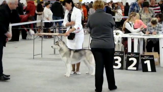 11.11.12 - Выставка ЧРКФ - класс щенков (Бина) смотреть онлайн