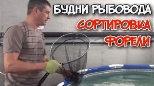 Сортировка форели на рыбной ферме. Форель в УЗВ.