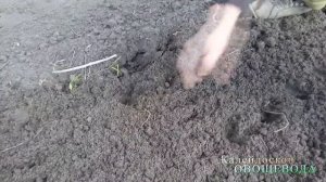 Обычный способ посадки ЛУКА СЕВКА НА ГОЛОВКУ