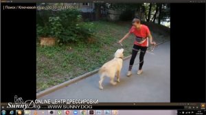 собака без поводка проблемы Если собака к вам бежит без поводка - как решить пример на видео