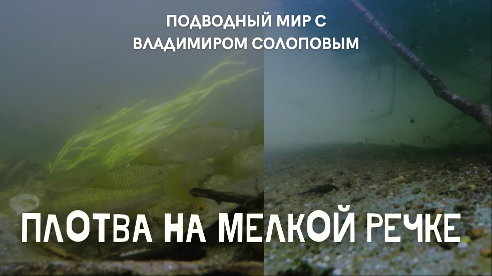 Плотва на мелкой речке \ Подводный мир с Владимиром Солоповым