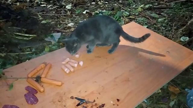 Чем кормить кошку смотреть онлайн