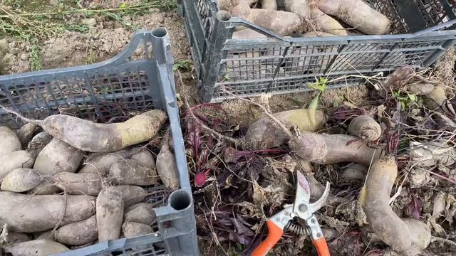 Бункерная кормушка будет работать долго Куры несушки