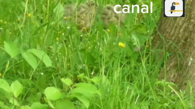 Уход вещания телеканала canal и начала вещания птенец чайки ТВ