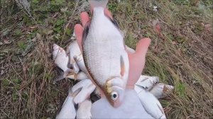 Надрал густеры на фидер ,река Сура!