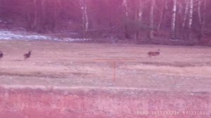 PARD  NV008S LRF 850.