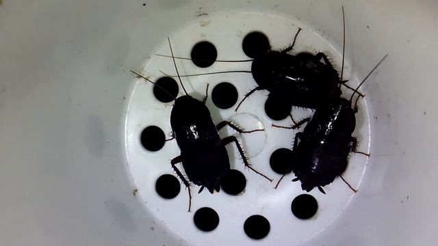 Blatta orientalis bajo fregadero-1 смотреть онлайн