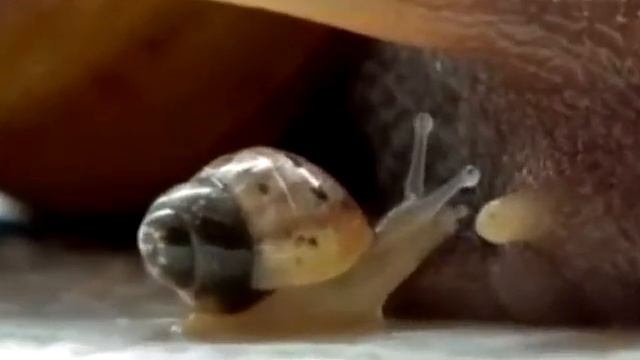 Насекомые под микроскопом смотреть онлайн