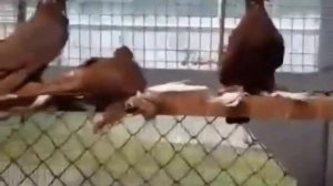 Благодарненские голуби Сергея П.